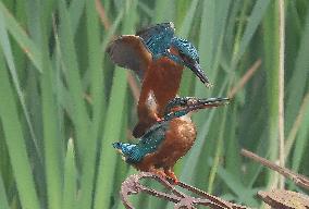 Rainham Marshes Nature Reserve