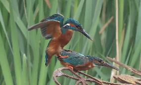 Rainham Marshes Nature Reserve