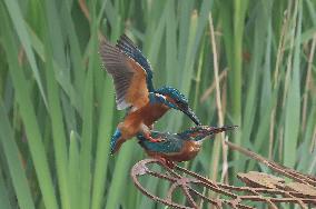 Rainham Marshes Nature Reserve