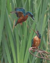 Rainham Marshes Nature Reserve