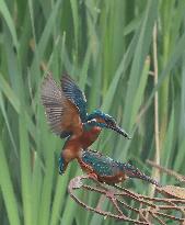 Rainham Marshes Nature Reserve