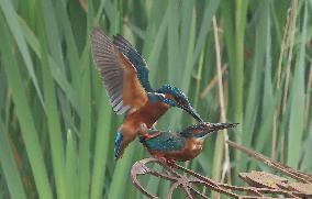 Rainham Marshes Nature Reserve