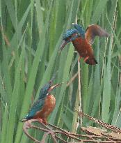 Rainham Marshes Nature Reserve