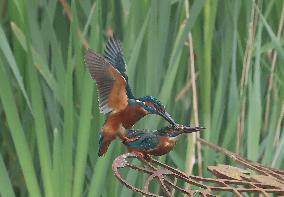 Rainham Marshes Nature Reserve