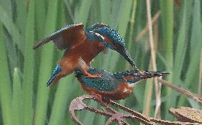 Rainham Marshes Nature Reserve