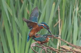 Rainham Marshes Nature Reserve