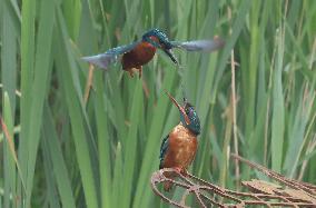 Rainham Marshes Nature Reserve