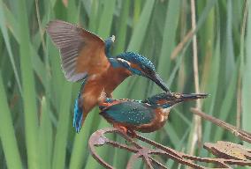 Rainham Marshes Nature Reserve