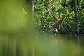 Wildlife At The Oxbow Nature Conservancy