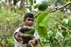 Kaji Nemu (lemon) Harvest In Assam