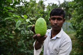 Kaji Nemu (lemon) Harvest In Assam