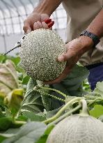 Harvest of luxury melons in northern Japan