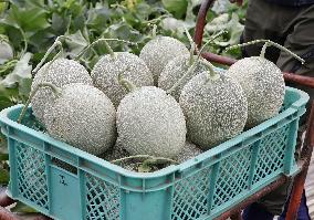 Harvest of luxury melons in northern Japan