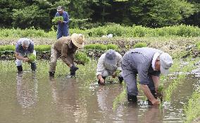 Rice-planting in disaster-hit Fukushima town