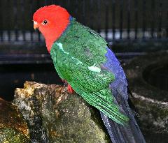Australian king parrot at western Japan zoo