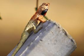 A Chameleon In Desert Of Pushkar - India