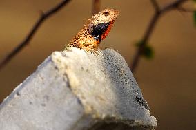 A Chameleon In Desert Of Pushkar - India