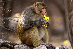 Monkey Drinking Juice Beverage - India