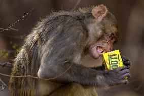 Monkey Drinking Juice Beverage - India