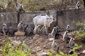Langur Monkeys And Cow - India
