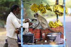 Man Feeds A Langur Monkey - India