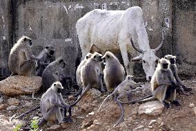 Langur Monkeys And Cow - India