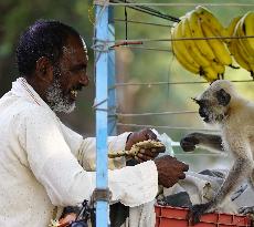Man Feeds A Langur Monkey - India
