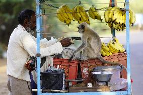 Man Feeds A Langur Monkey - India