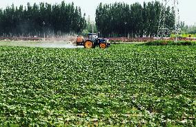A Cotton Field in Xinjiang