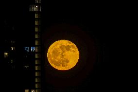 Flower Moon In NYC