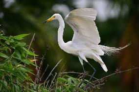 India Wildlife