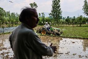 Agricultural Practices In Kashmir