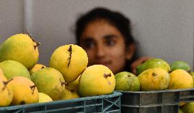 INDIA-BENGALURU-MANGO-FESTIVAL