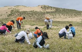 Weeding at Tottori Sand Dunes