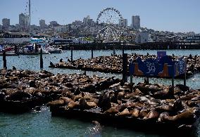 Sea Lions Sunbathe On Rafts - San Francisco