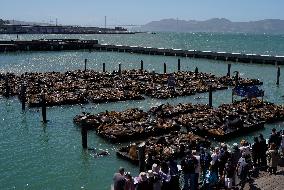 Sea Lions Sunbathe On Rafts - San Francisco