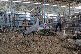 Animals Evacuated From Rafah Zoo - Khan Younis