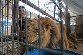 Animals Evacuated From Rafah Zoo - Khan Younis