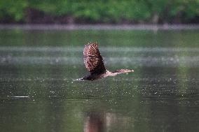 WIldlife At The Oxbow Nature Conservancy