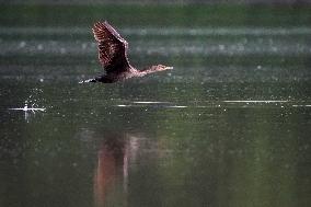 WIldlife At The Oxbow Nature Conservancy