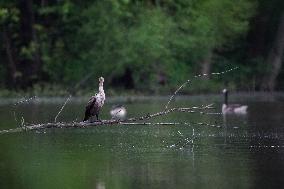 WIldlife At The Oxbow Nature Conservancy