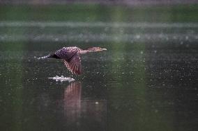 WIldlife At The Oxbow Nature Conservancy