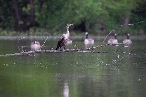 WIldlife At The Oxbow Nature Conservancy