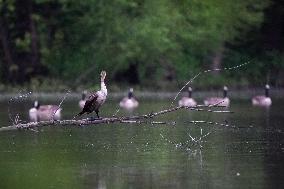 WIldlife At The Oxbow Nature Conservancy