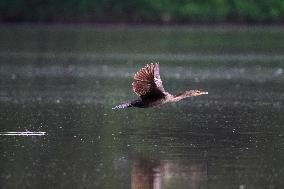 WIldlife At The Oxbow Nature Conservancy