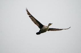 WIldlife At The Oxbow Nature Conservancy