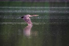 WIldlife At The Oxbow Nature Conservancy