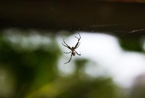 Garden Tent-web Spider - Cyrtophora Cicatrosa - Animal India