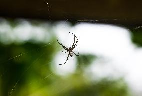 Garden Tent-web Spider - Cyrtophora Cicatrosa - Animal India