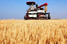 #CHINA-AGRICULTURE-WHEAT-HARVEST (CN)